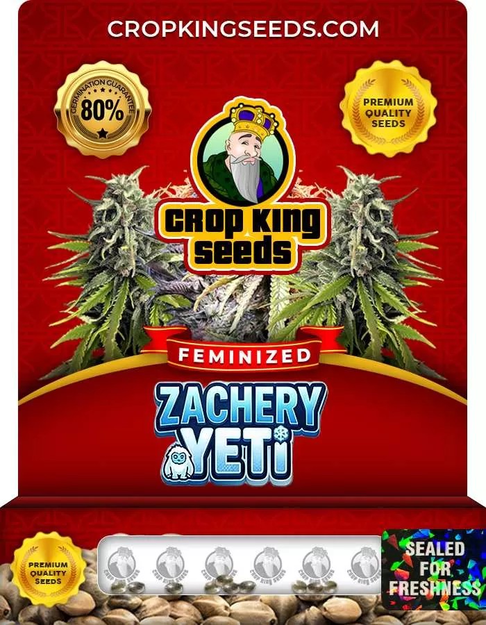 Zachery Yeti Strain Feminized Seeds