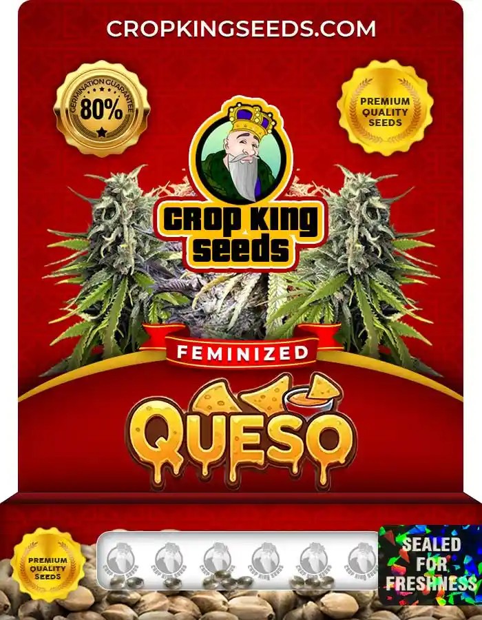 Queso Feminized Seeds