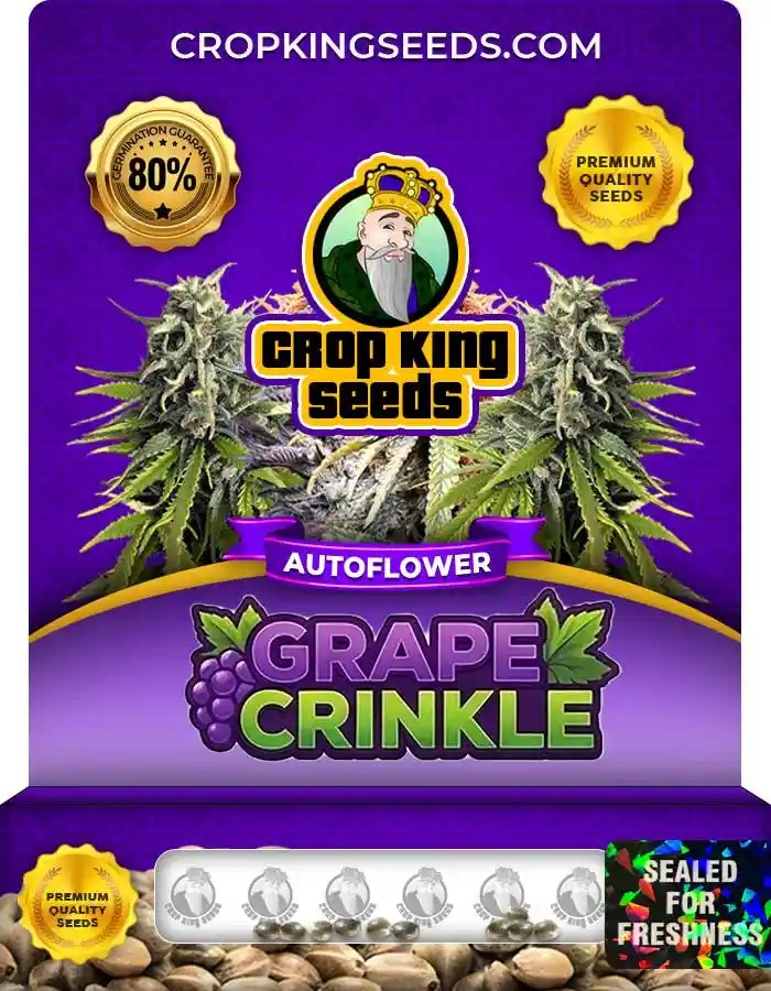 Grape Crinkle Autoflower Seeds