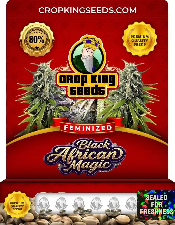 Black African Magic Feminized Seeds
