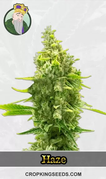 CBD Haze (1:1) Marijuana Seeds