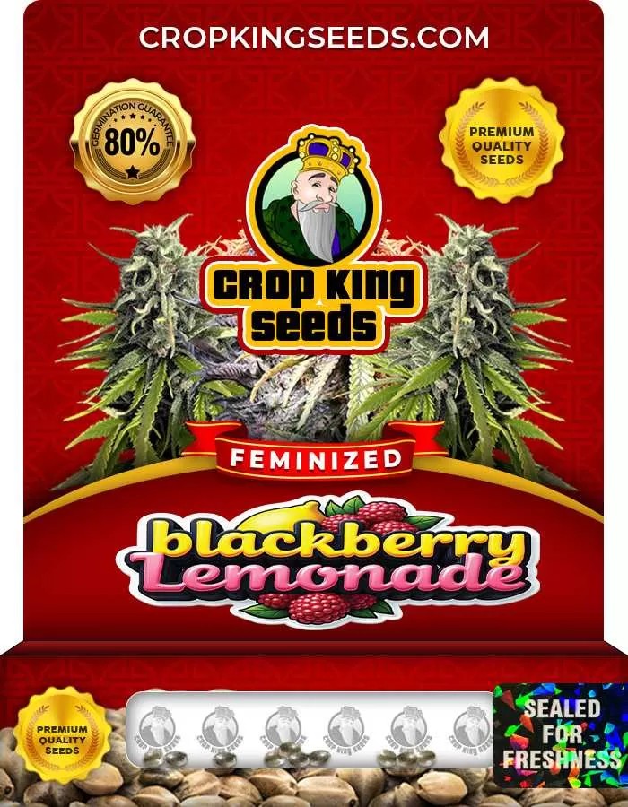 Blackberry Lemonade Feminized Seeds