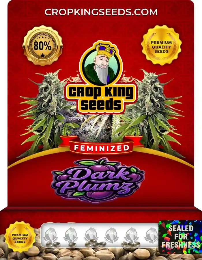 Dark Plumz Strain Feminized Seeds