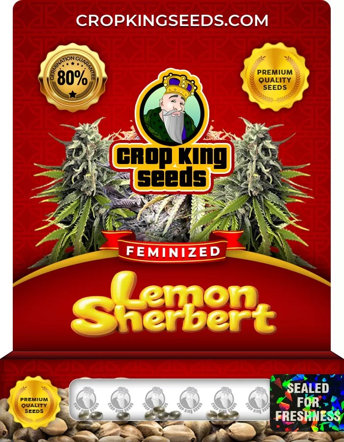 Lemon Sherbert Feminized Marijuana Seeds