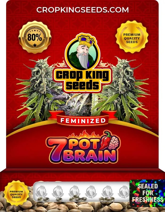 7 Pot Brain Strain Feminized Seeds