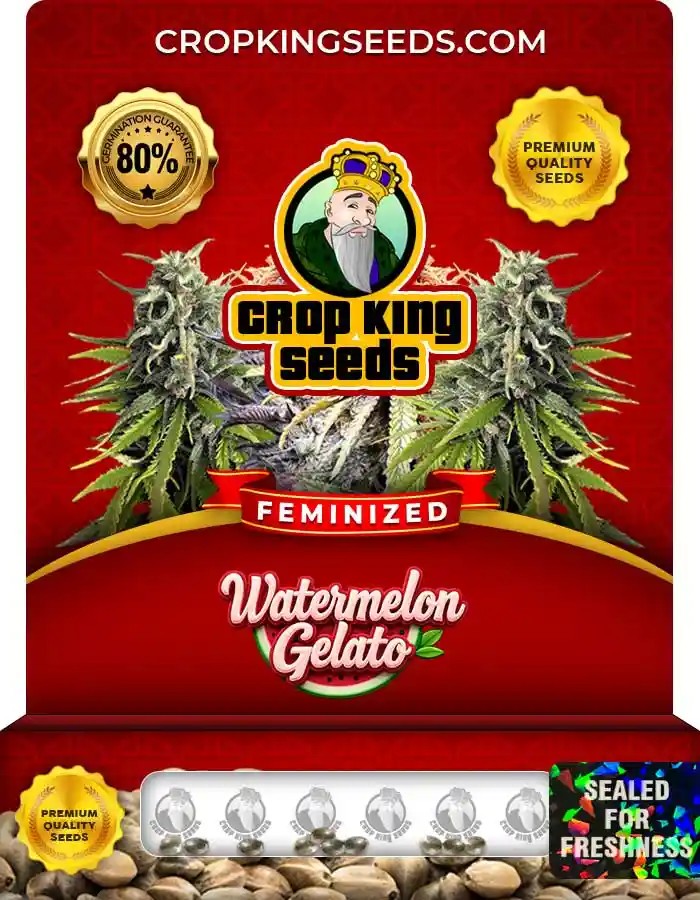 Watermelon Gelato Strain Feminized Marijuana Seeds