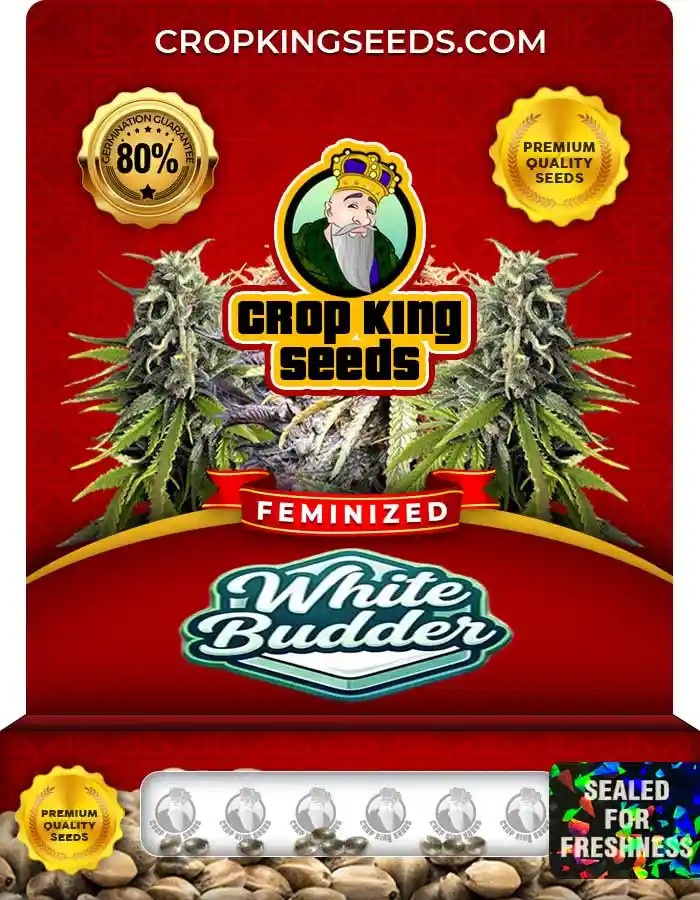 White Budder Strain Feminized Seeds
