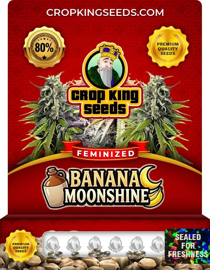 Banana Moonshine Strain Feminized Seeds
