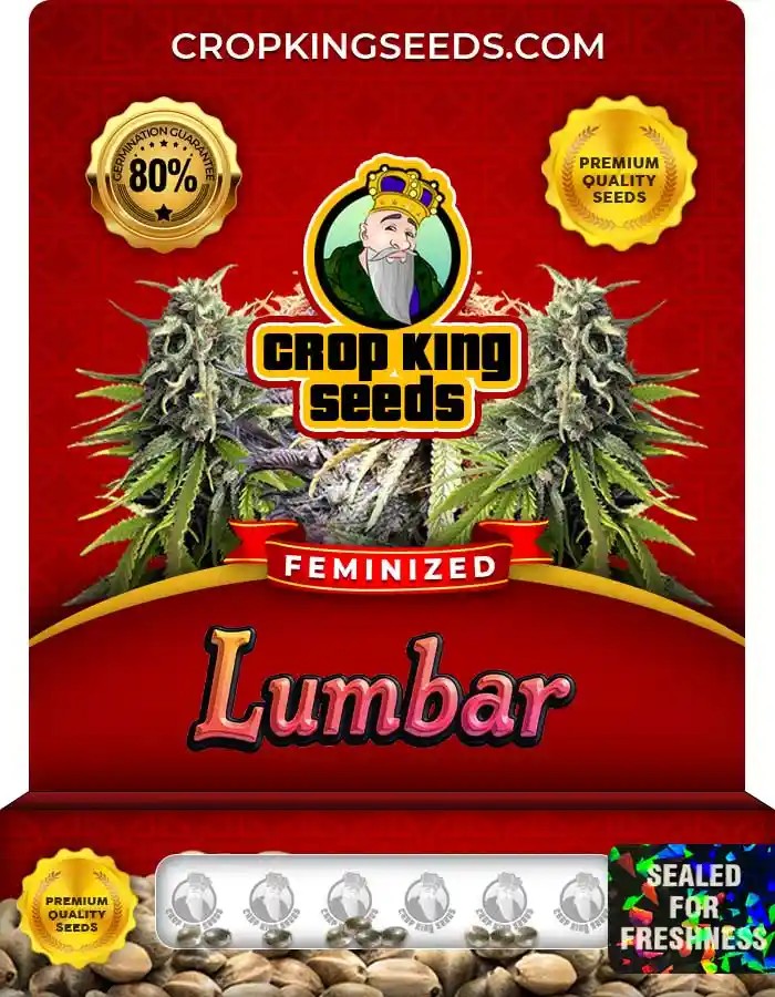 Lumbar Strain Feminized Marijuana Seeds