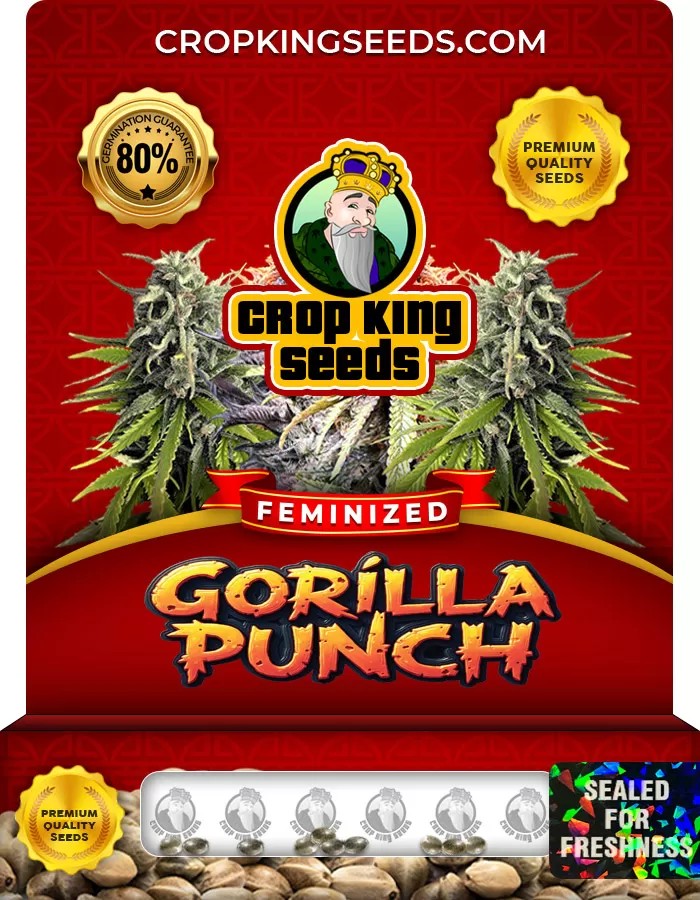 Gorilla Punch Feminized Marijuana Seeds