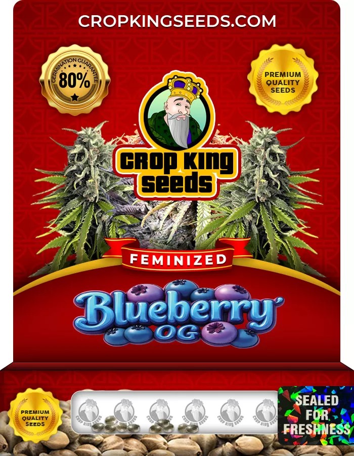 Blueberry OG Feminized Marijuana Seeds