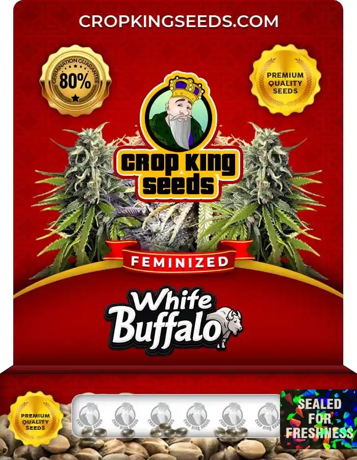 White Buffalo Strain Feminized Marijuana Seeds
