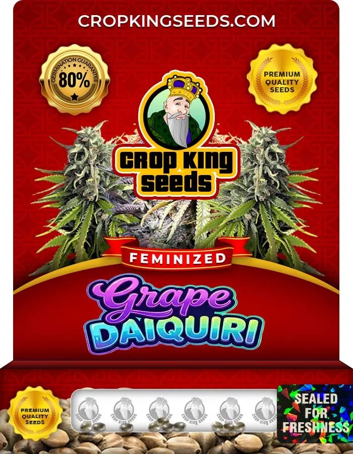 Grape Daiquiri Strain Feminized Seeds