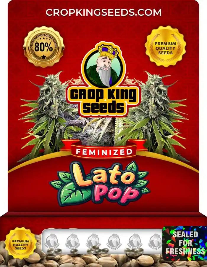 Lato Pop Strain Feminized Marijuana Seeds