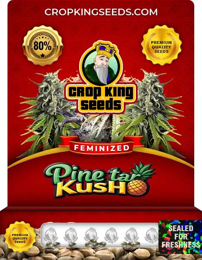 Pine Tar Kush Feminized Seeds