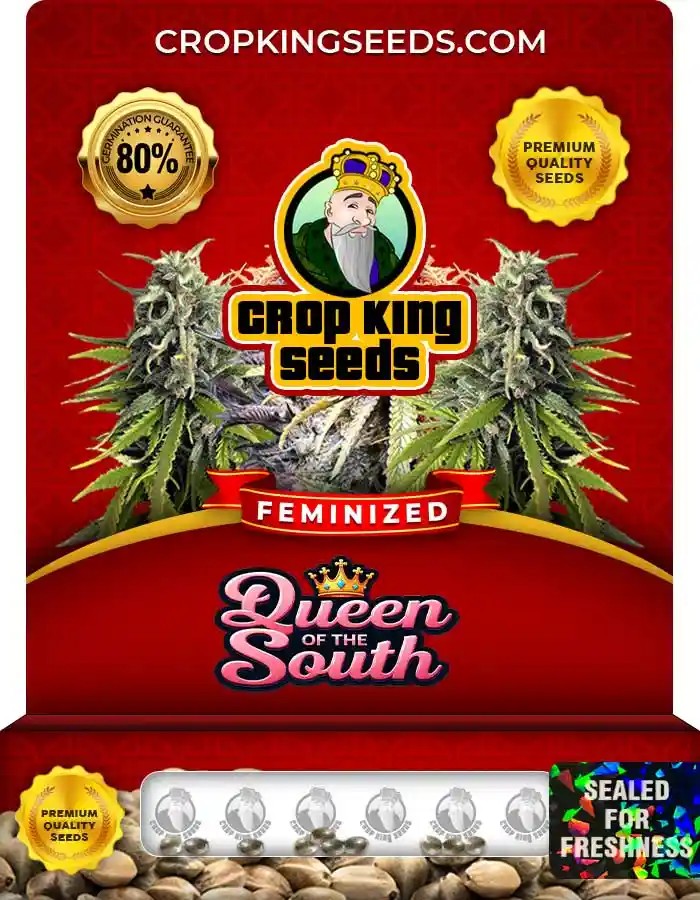 Queen of the South Strain Feminized Marijuana Seeds