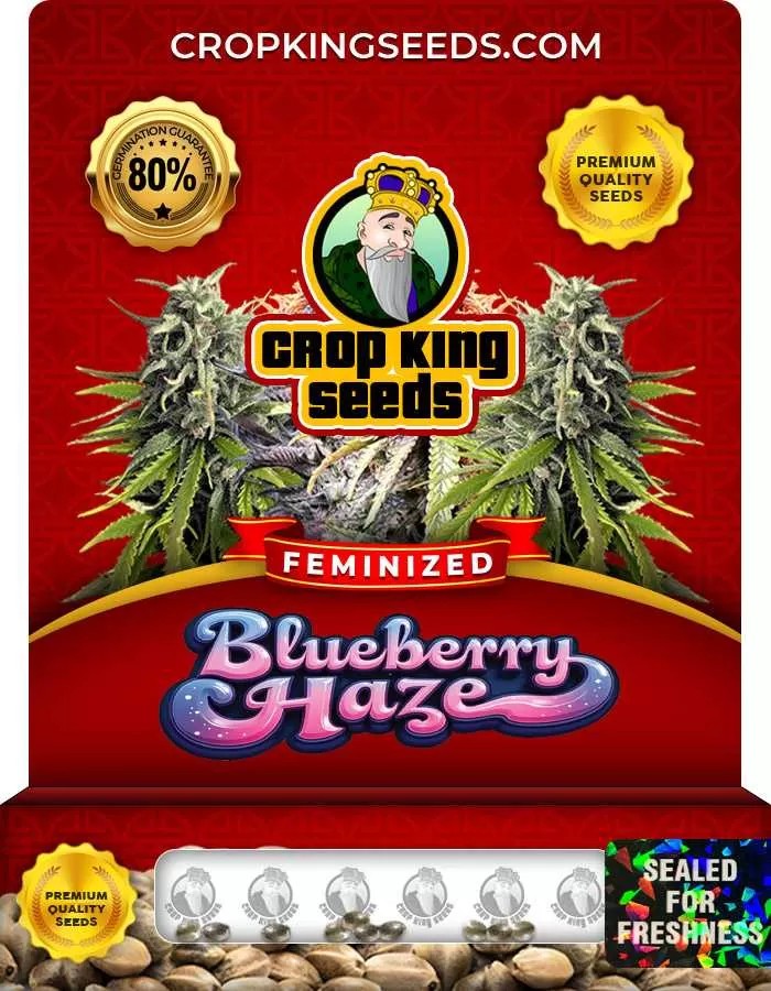 Blueberry Haze Feminized Marijuana Seeds