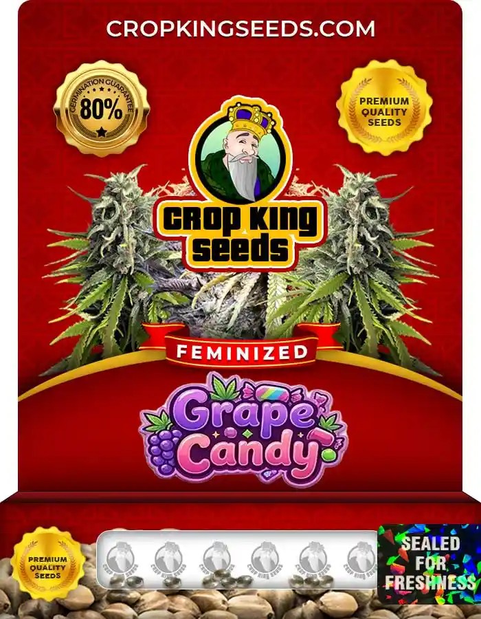 Grape Candy Strain Feminized Marijuana Seeds