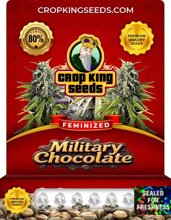 Military Chocolate Strain Feminized Marijuana Seeds