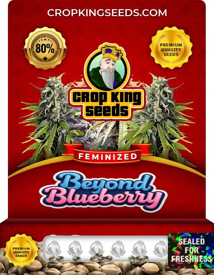 Beyond Blueberry Strain Feminized Seeds