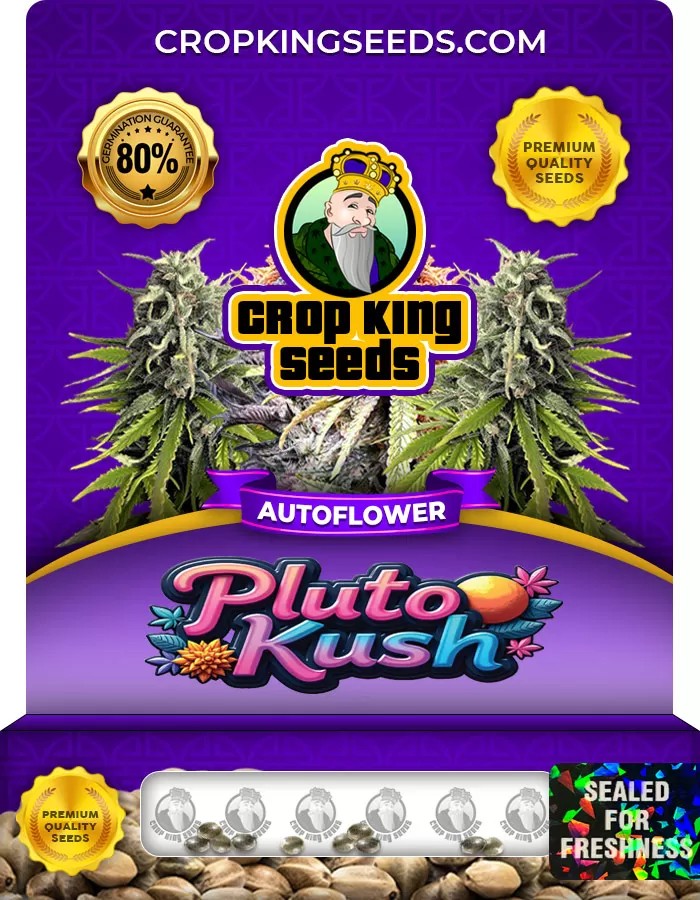 Pluto Kush Autoflower Marijuana Seeds