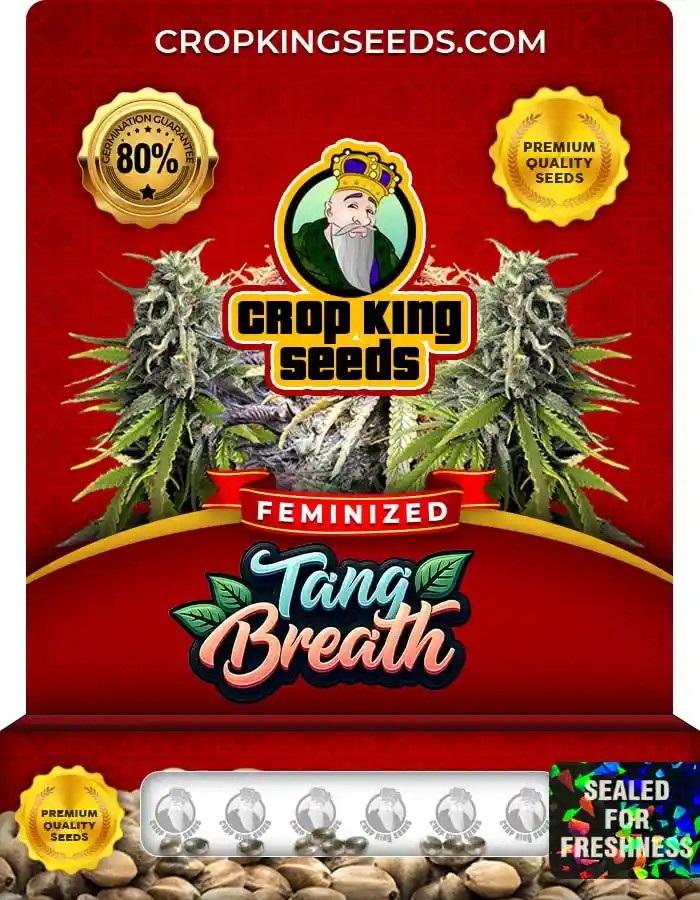 Tang Breath Feminized Seeds