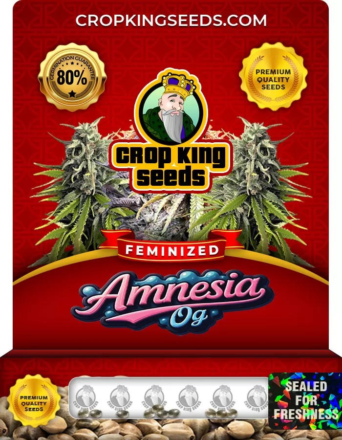 Amnesia OG Feminized Marijuana Seeds