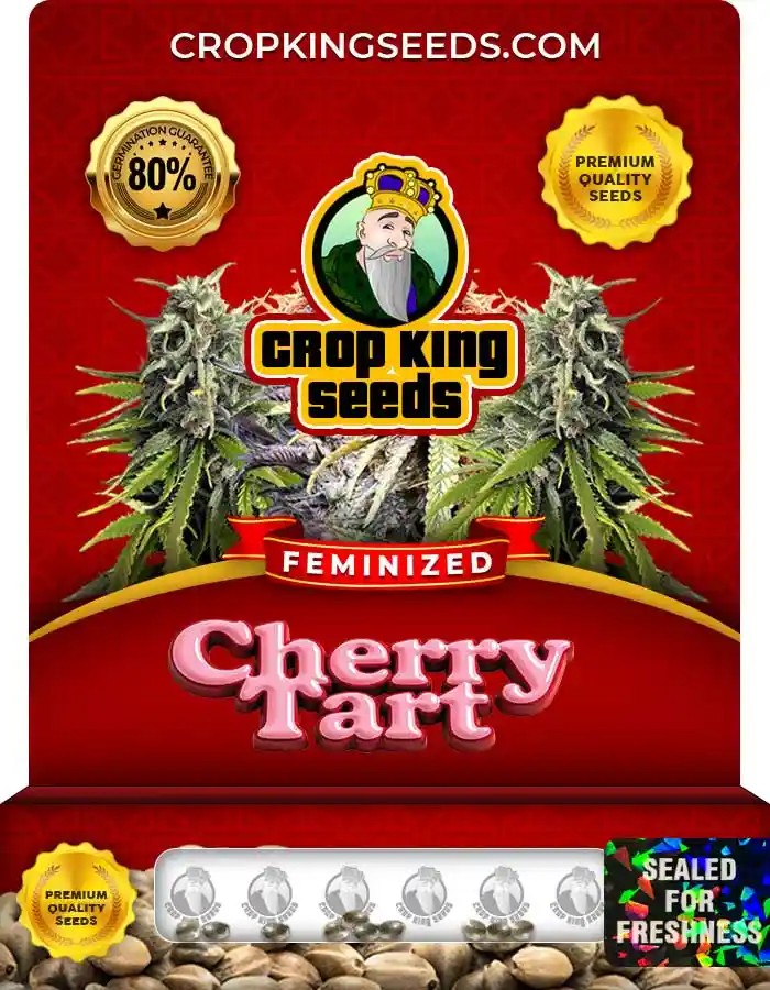 Cherry Tart Strain Feminized Marijuana Seeds