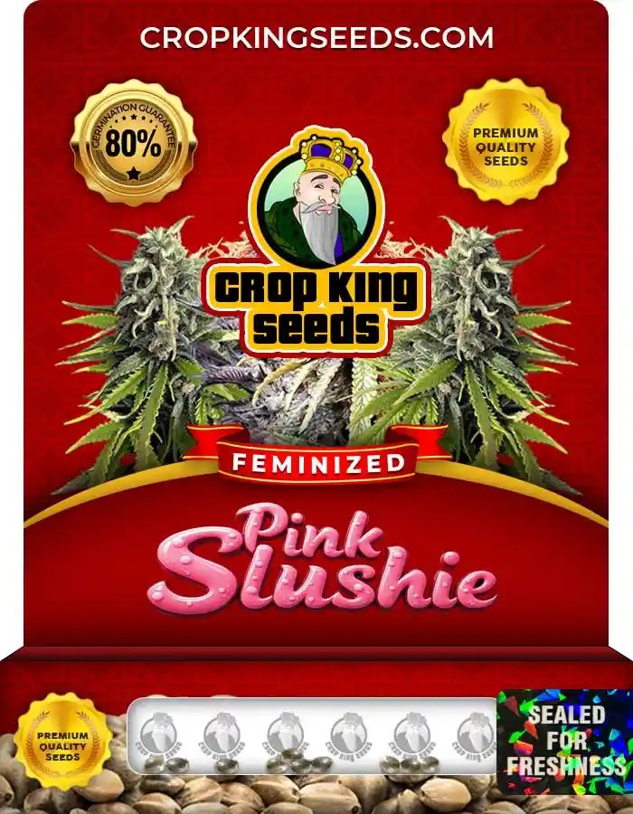 Pink Slushie Strain Feminized Seeds
