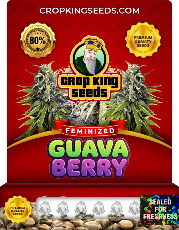 Guava Berry Strain Feminized Seeds