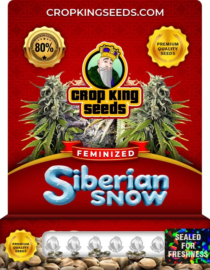 Siberian Snow Strain Feminized Marijuana Seeds
