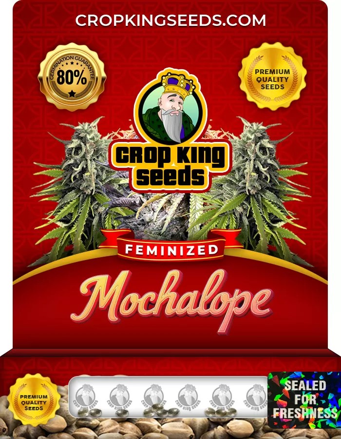 Mochalope Feminized Marijuana Seeds