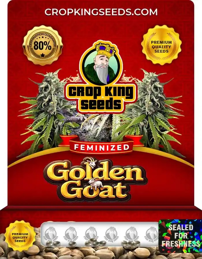 Golden Goat Strain Feminized Marijuana Seeds