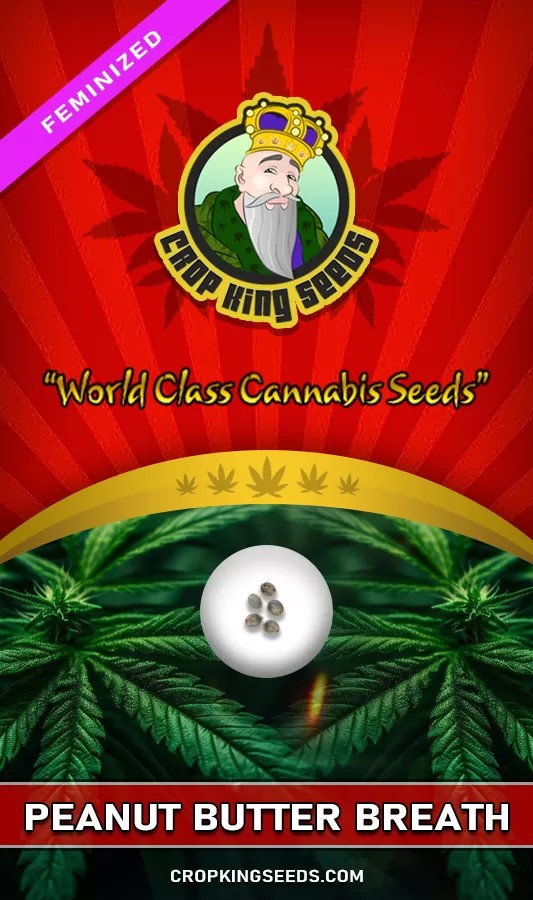 Peanut Butter Breath Strain Feminized Fast Version Marijuana Seeds
