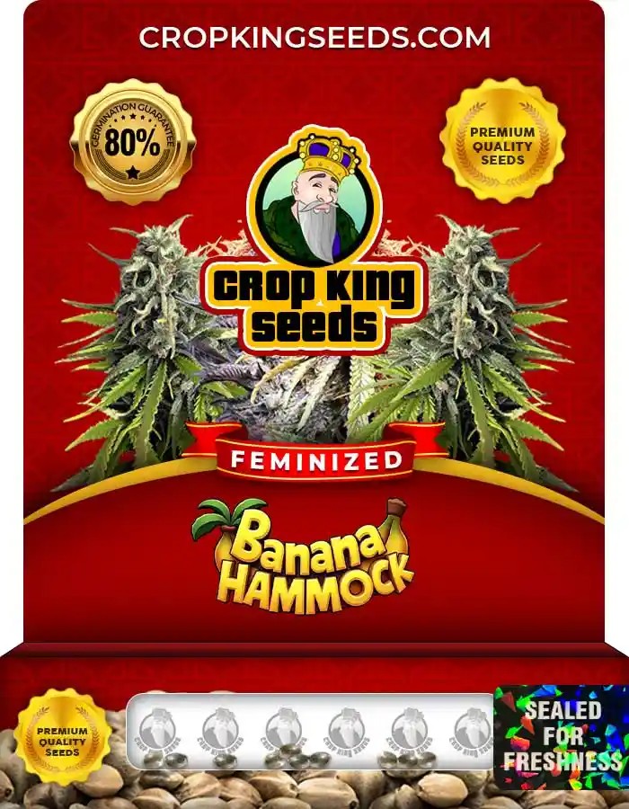 Banana Hammock Strain Feminized Marijuana Seeds