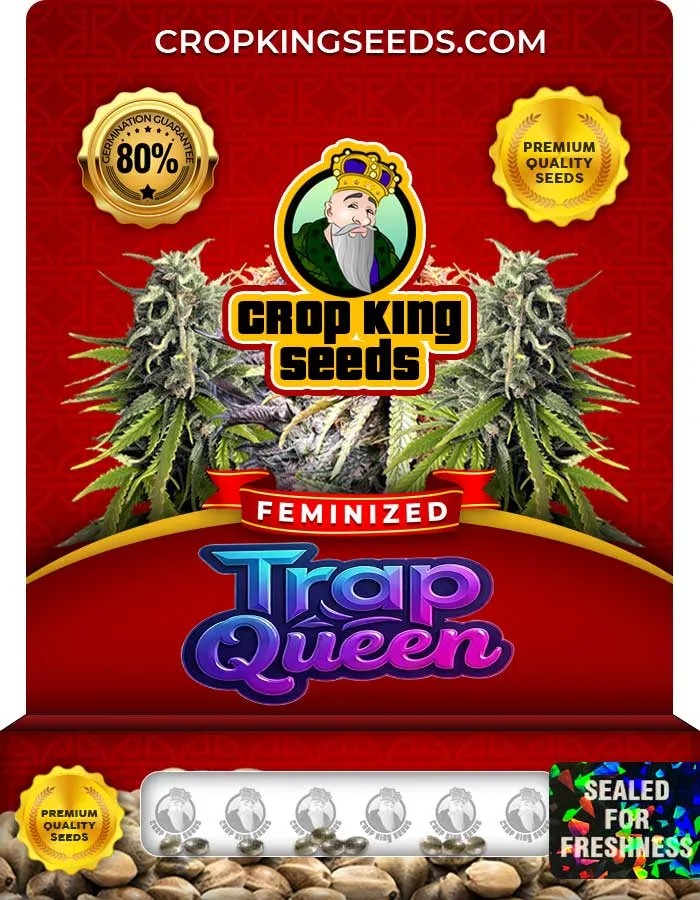 Trap Queen Strain Feminized Seeds