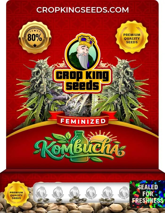 Kombucha Strain Feminized Seeds