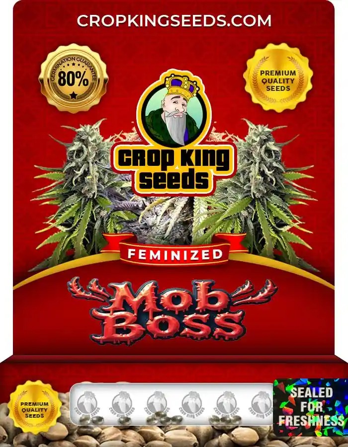 Mob Boss Strain Feminized Marijuana Seeds