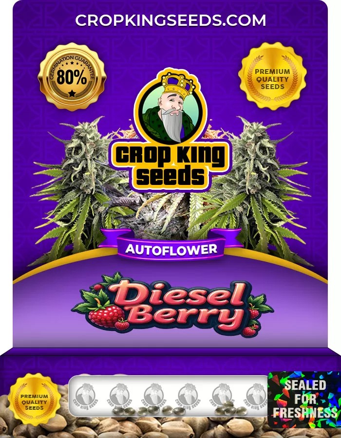 Diesel Berry Autoflower Marijuana Seeds