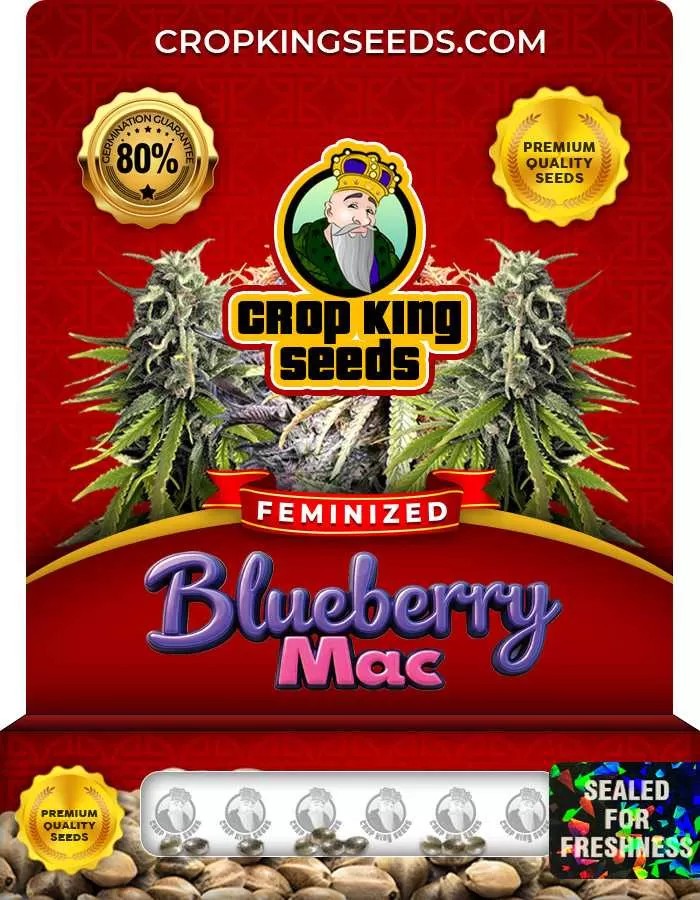 Blueberry Mac Feminized Seeds