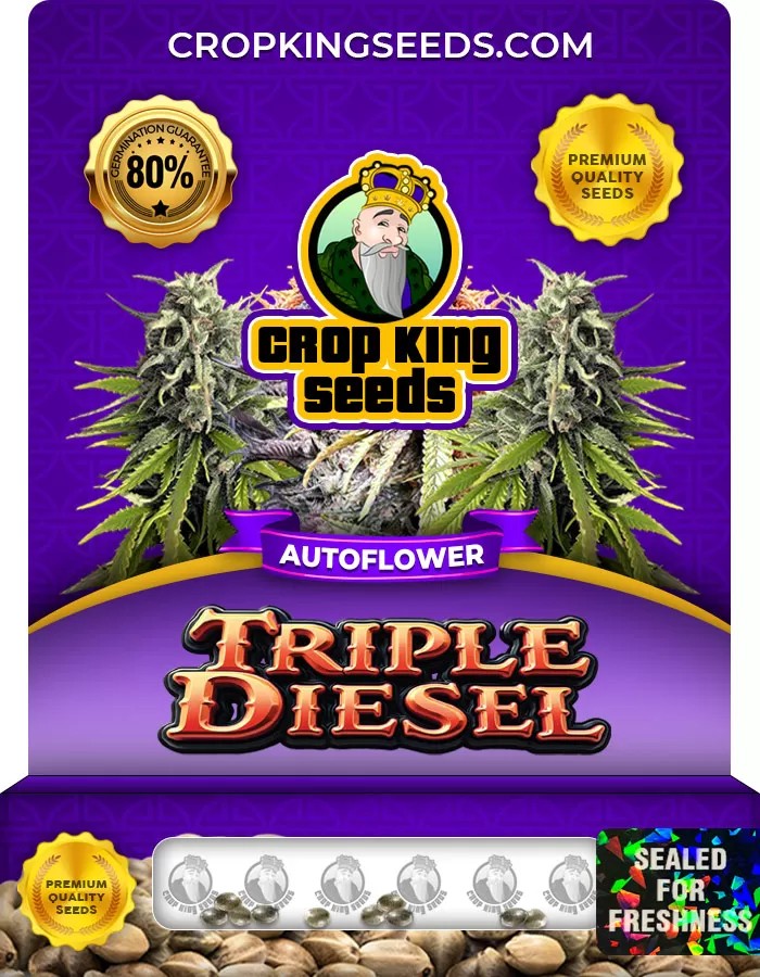 Triple Diesel Autoflower Marijuana Seeds