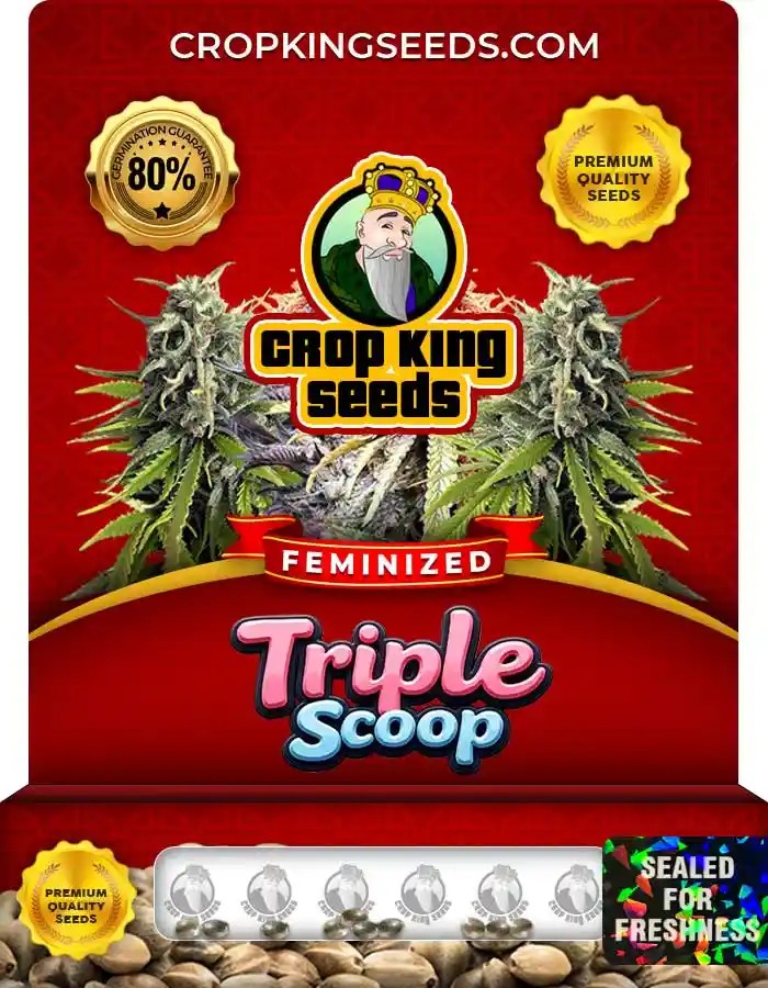 Triple Scoop Strain Feminized Marijuana Seeds