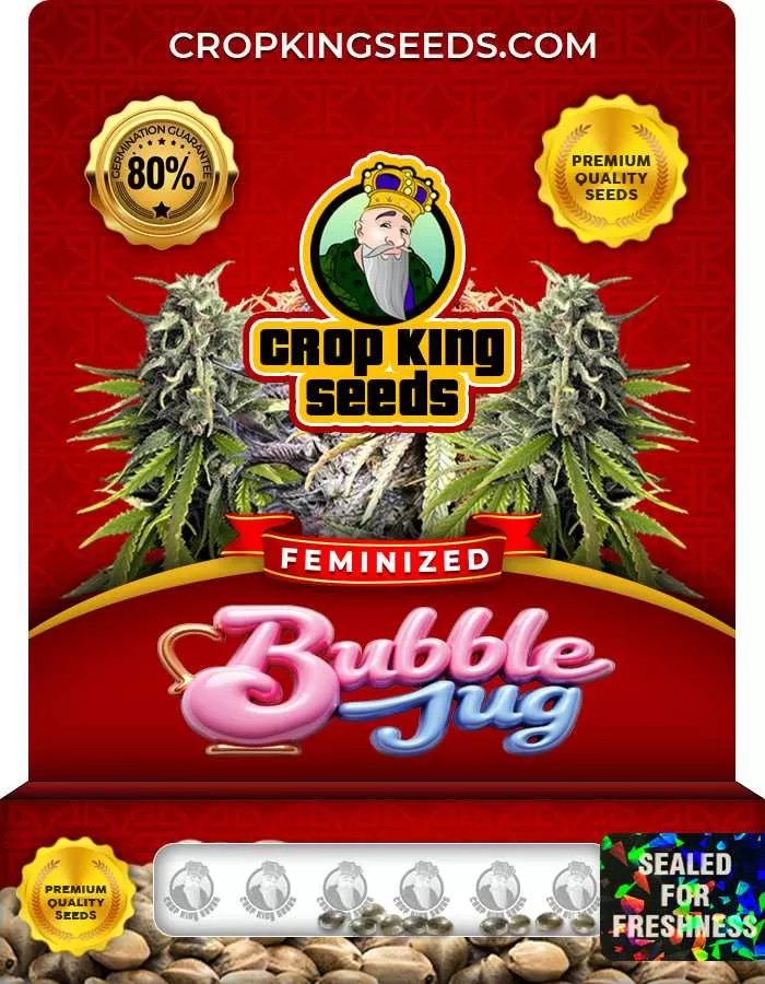 Bubble Jug Feminized Seeds