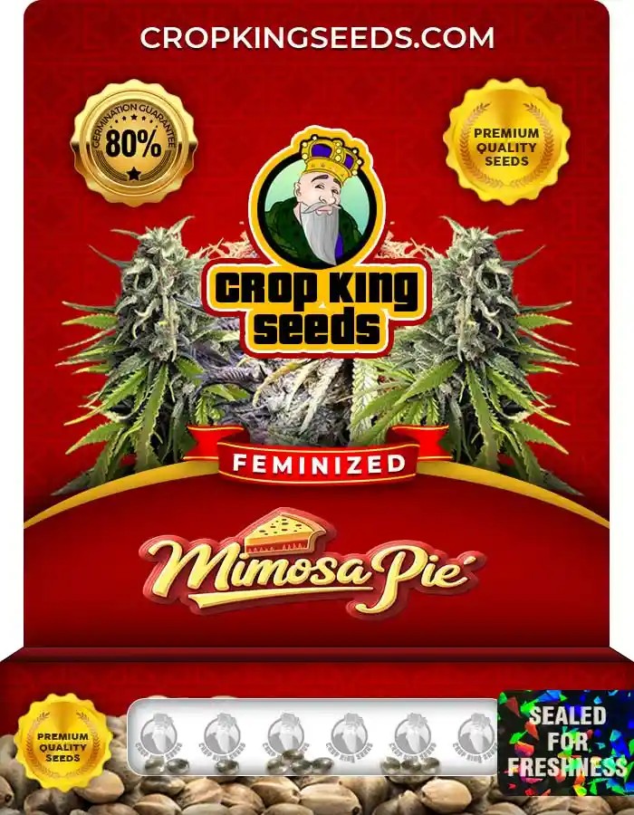 Mimosa Pie Feminized Seeds