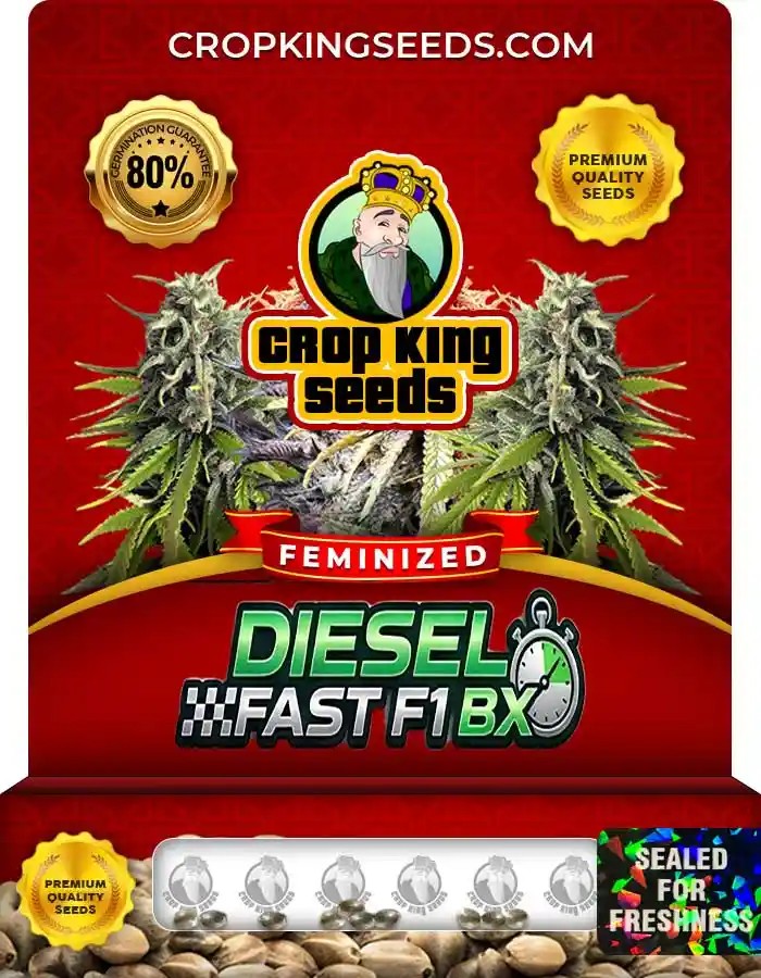Diesel Fast F1 Bx Strain Feminized Seeds