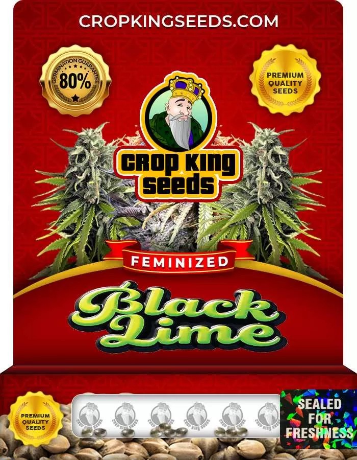 Black Lime Strain Feminized Marijuana Seeds