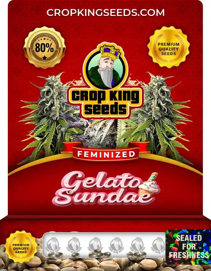 Gelato Sundae Strain Feminized Marijuana Seeds