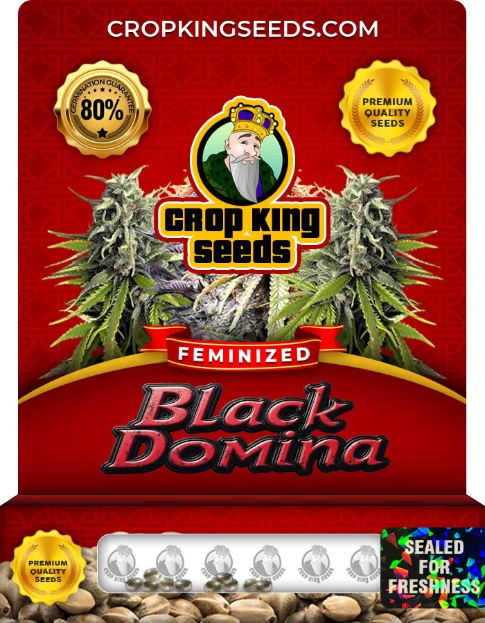 Black Domina Feminized Marijuana Seeds
