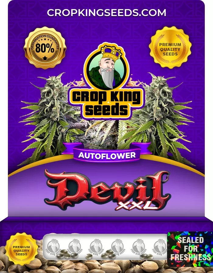 Devil XXL Autoflower Marijuana Seeds