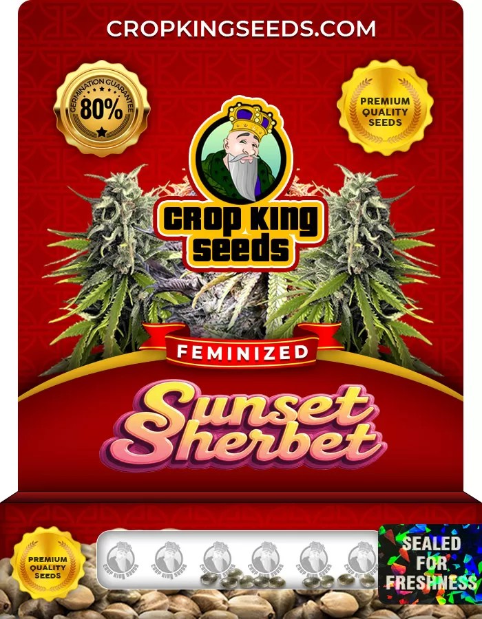 Sunset Sherbet Strain Feminized Marijuana Seeds